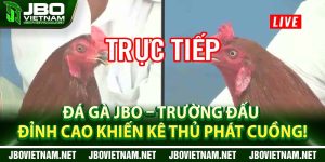 Da Ga JBO – Truong Dau Dinh Cao Khien Ke Thu Phat Cuong