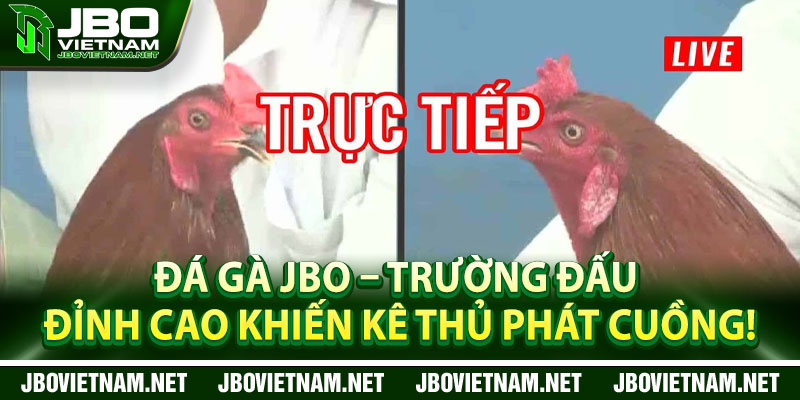 Da Ga JBO – Truong Dau Dinh Cao Khien Ke Thu Phat Cuong