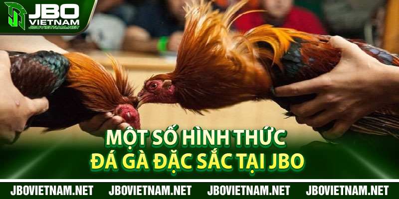 Một số hình thức đá gà đặc sắc tại JBO